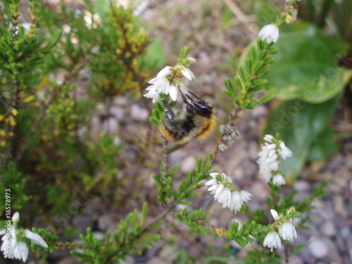Bee Collecting Pollen