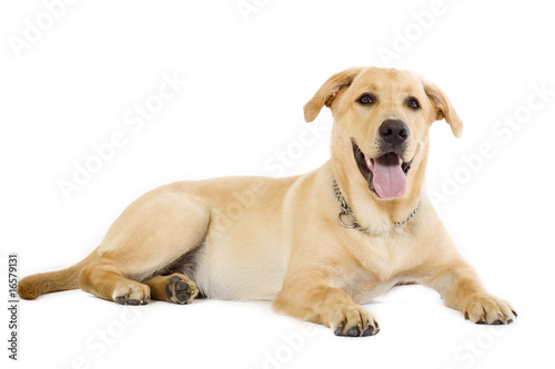 seated Puppy Labrador retriever cream