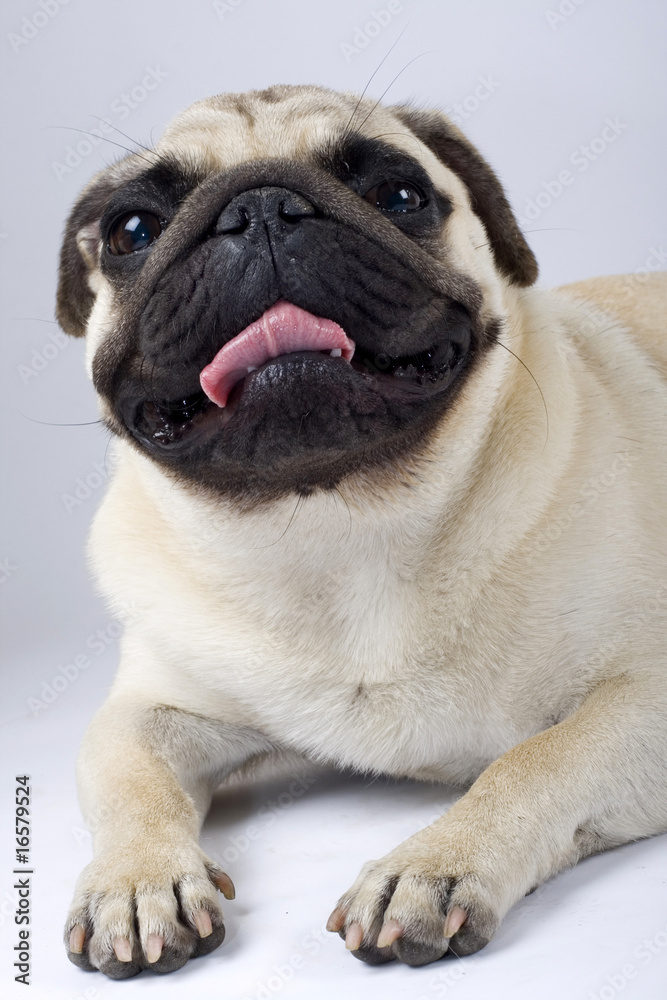 closeup picture of a mops-pug puppy looking at the camera