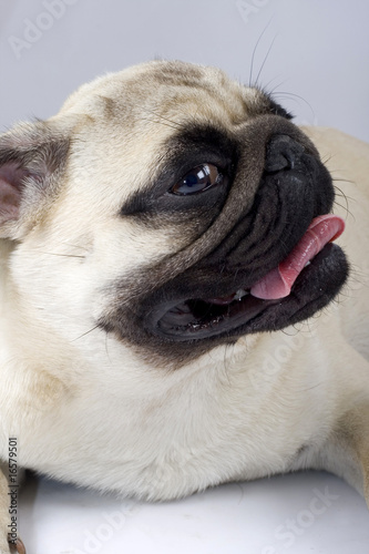 closeup of a pug puppy with mouth open