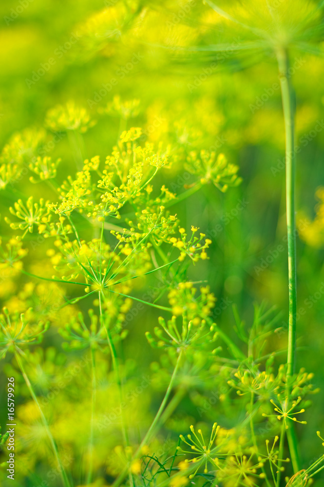 fresh fragrant fennel fresh fragrant fennel