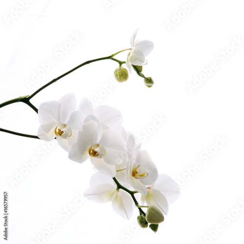 Branch of beautiful fresh orchid isolated on white background