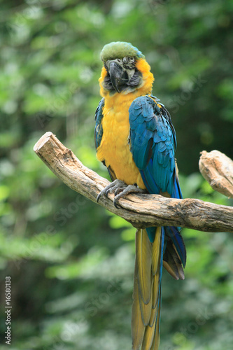 parrot
