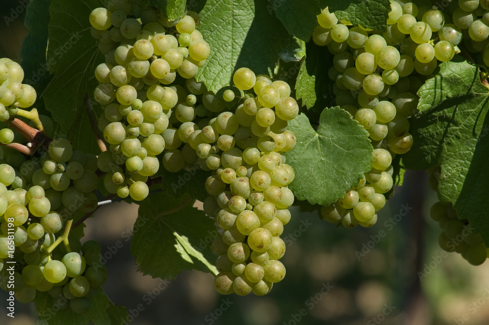 Weiße fränkische Weintrauben