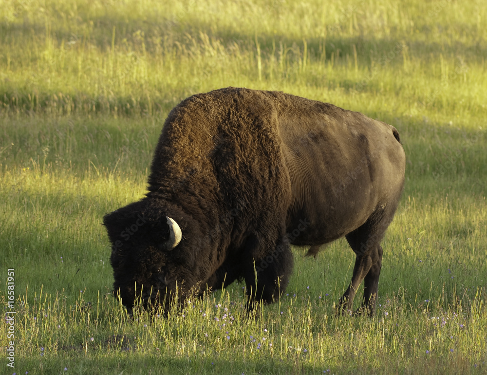 iconic bison in Yellowstone iconic bison in Yellowstone