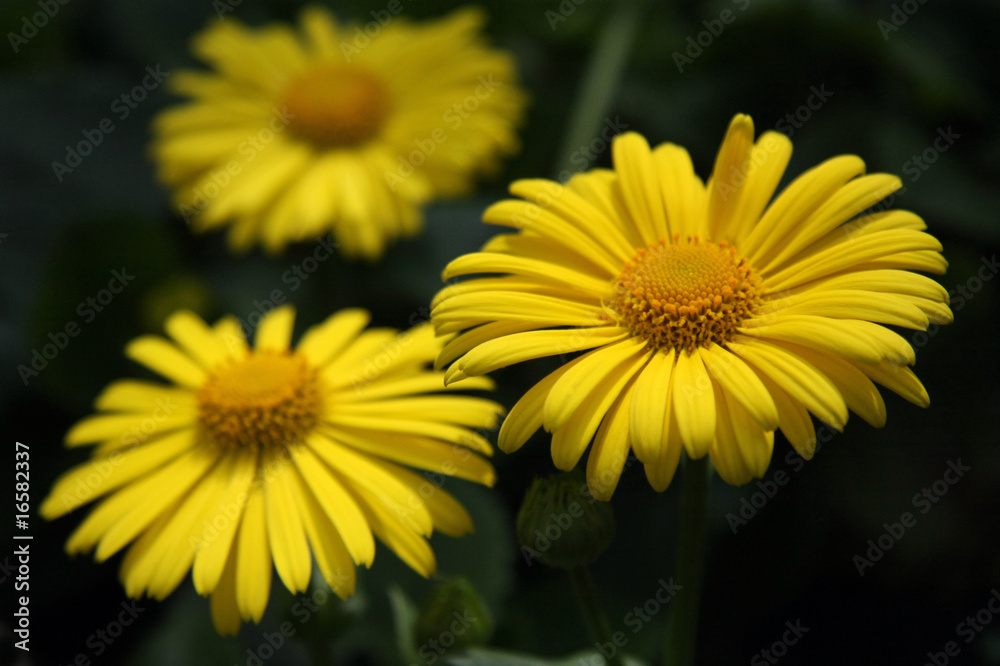 Blume Blume