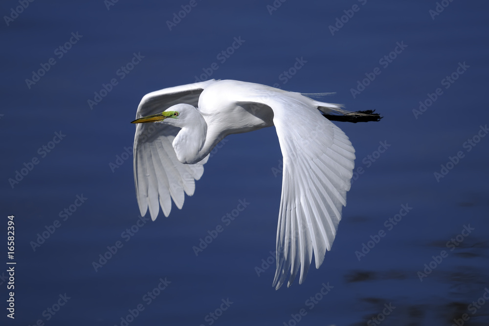 ardea alba, great egret