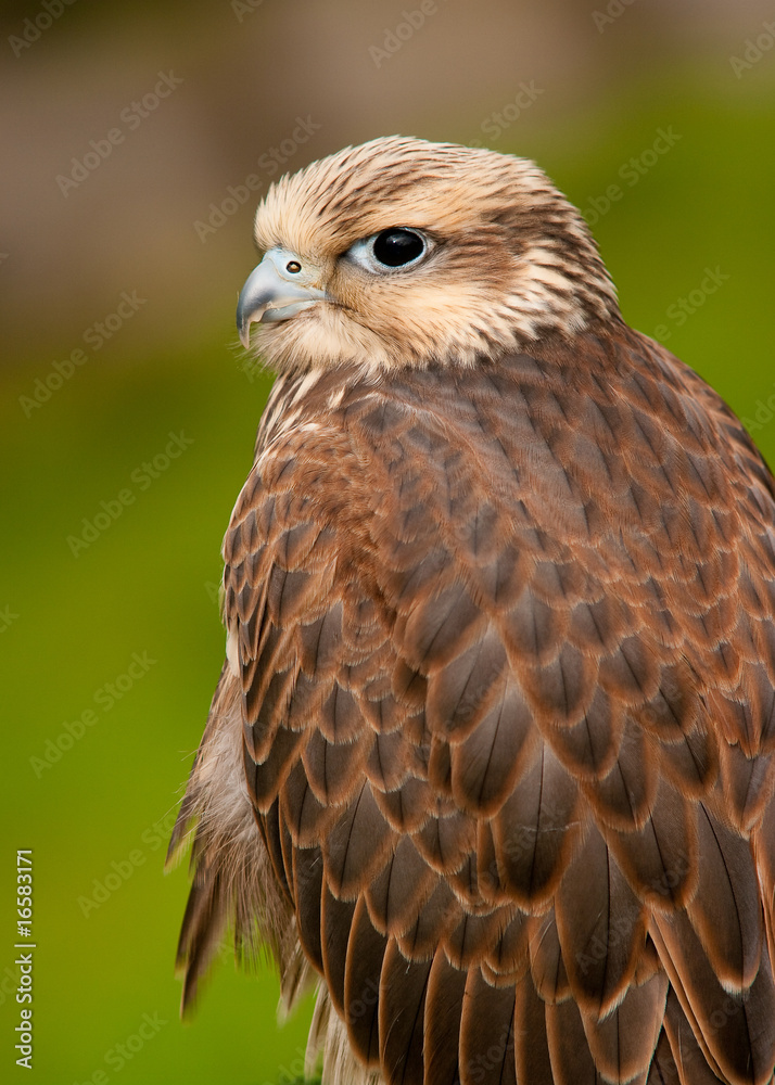Fototapeta premium Falcon Portriat
