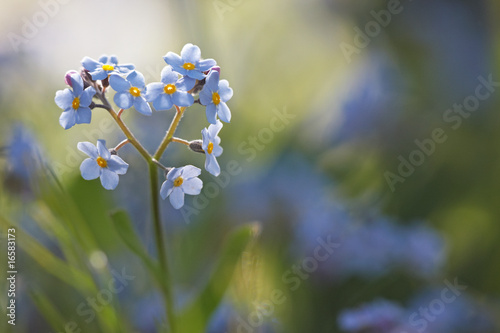 Forget-me-not 01