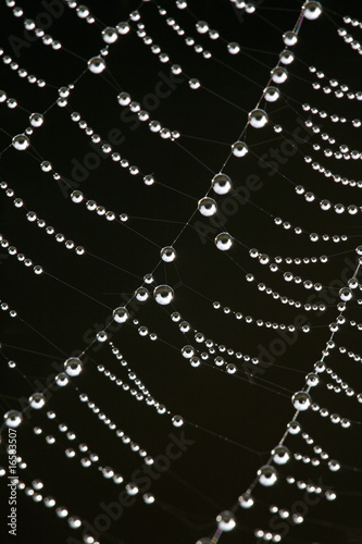 Water Droplets on a Cobweb 05