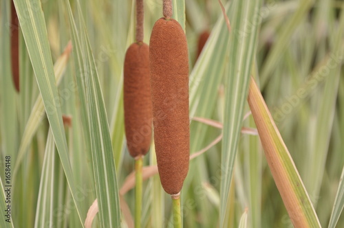 Typha latifolia L. variegata in beautiful gardan