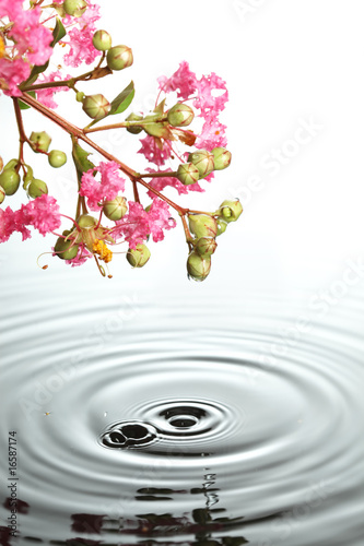 Flowers over water