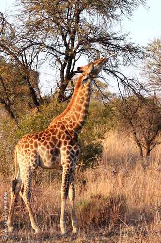 giraffe in afternoon sun