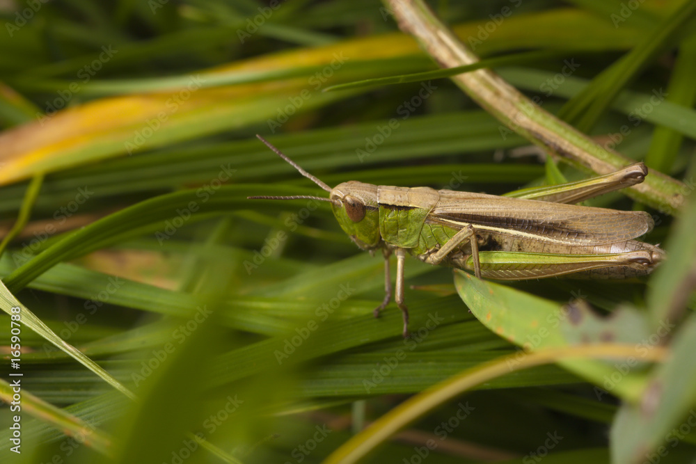 Grasshopper hiding Grasshopper hiding
