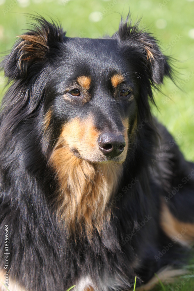 Fototapeta premium Schwarz-brauner Mischlingshund