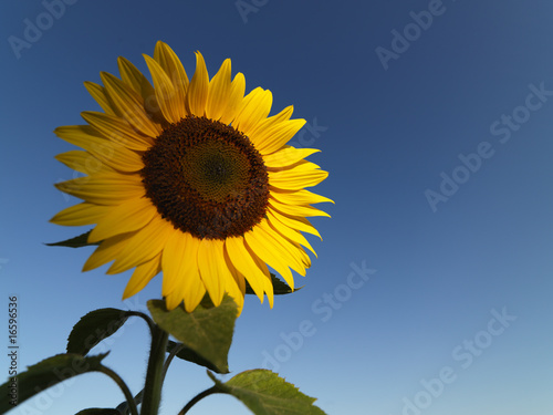 Fototapeta Naklejka Na Ścianę i Meble -  Sonnenblume_1082
