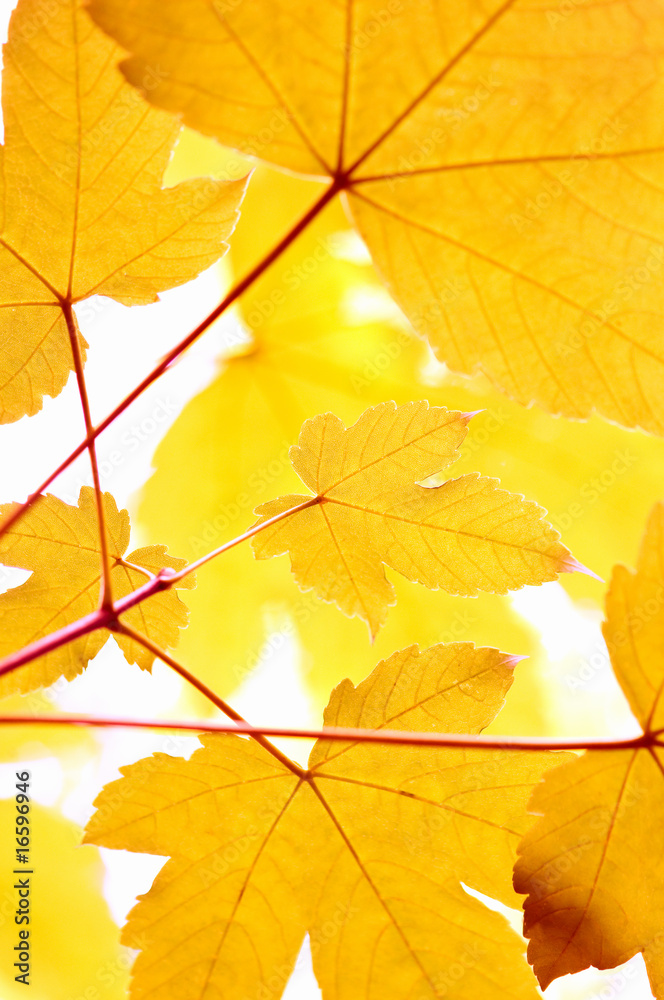 Obraz premium jesień