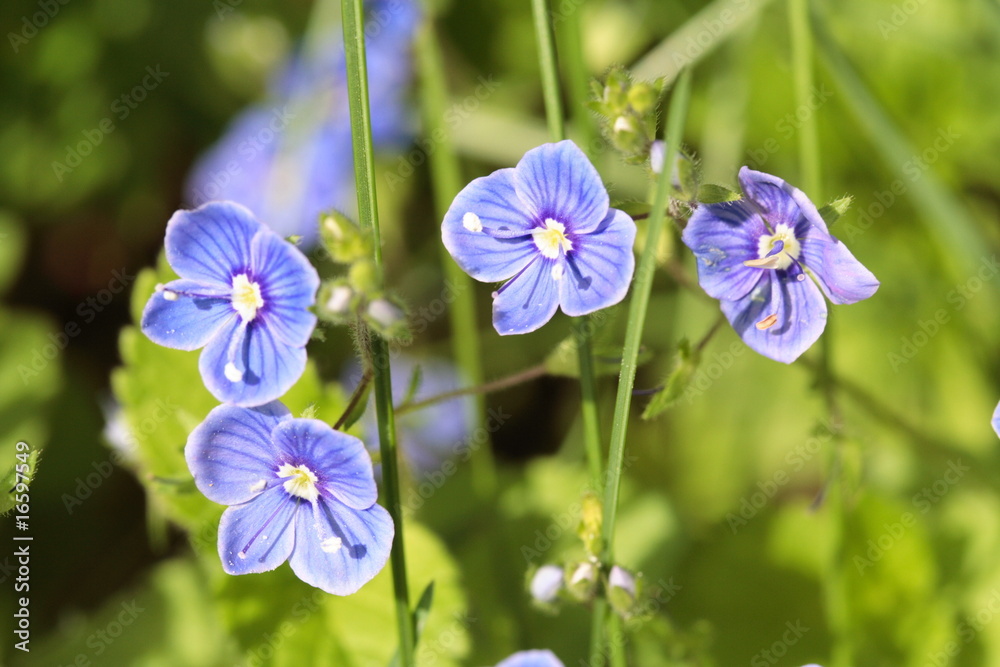 Ehrenpreis / Veronica