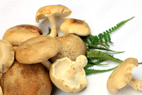 mushroom(shiitake)
