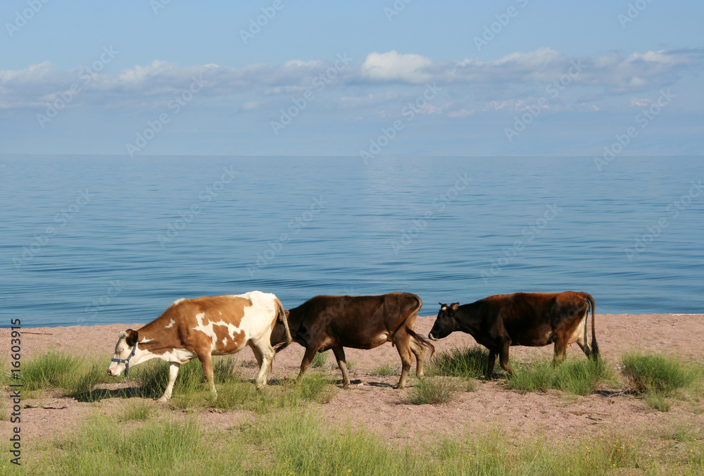 Kühe am Issyk Kul - Kirgistan