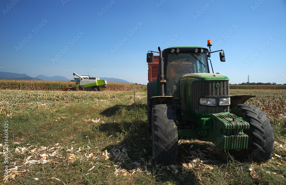 Fototapeta premium trebbiatura mais