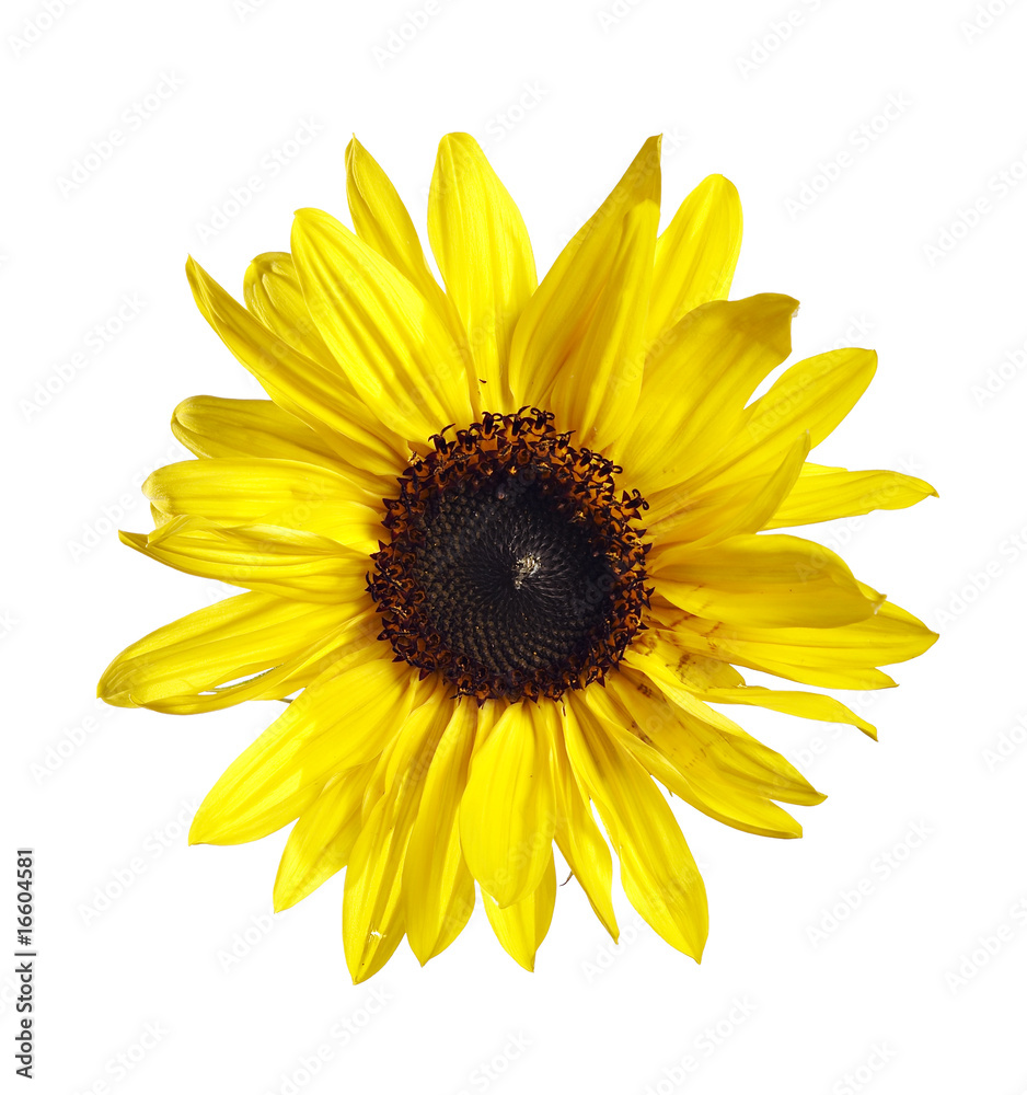 Fototapeta premium bloom of the sunflower