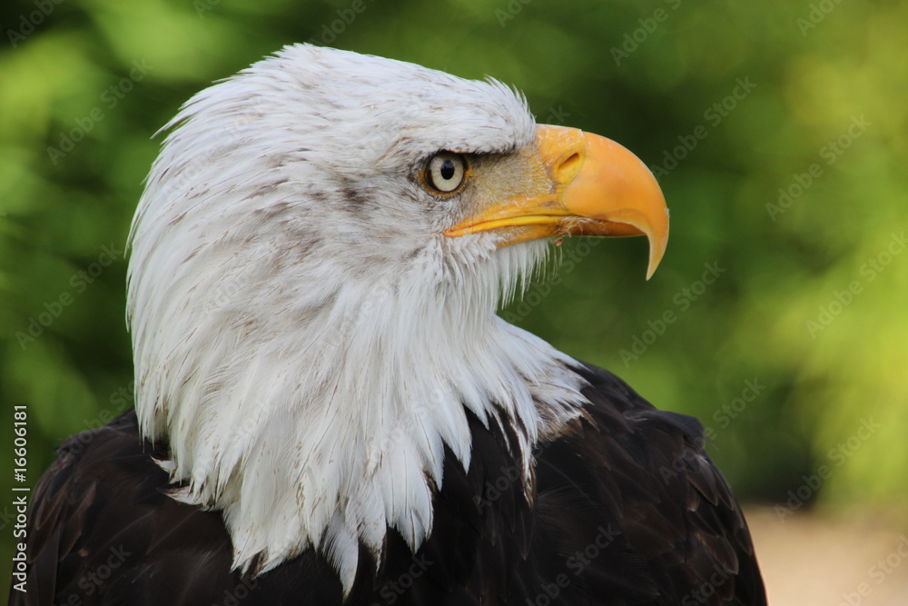 Weisskopfseeadler 10