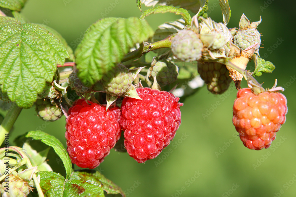 rote himbeeren