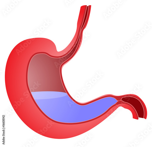 stomach