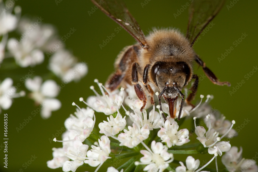 Bee and flower Bee and flower
