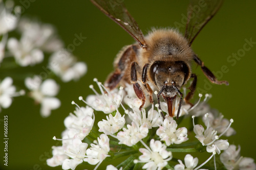 Bee and flower