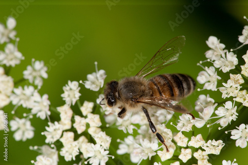 Bee and flower