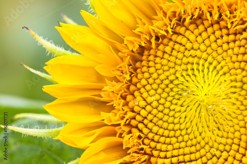 Fototapeta Naklejka Na Ścianę i Meble -  sunflower