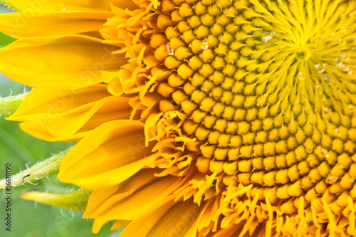 Fototapeta Naklejka Na Ścianę i Meble -  sunflower