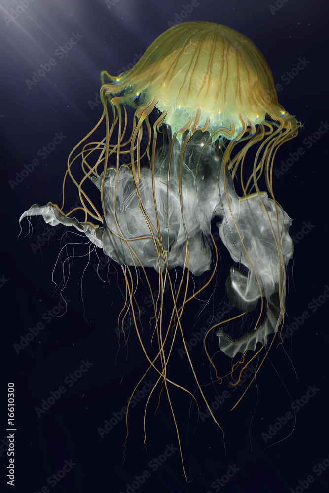 Obraz premium Qualle