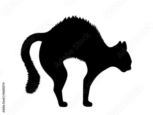 Angry Cat