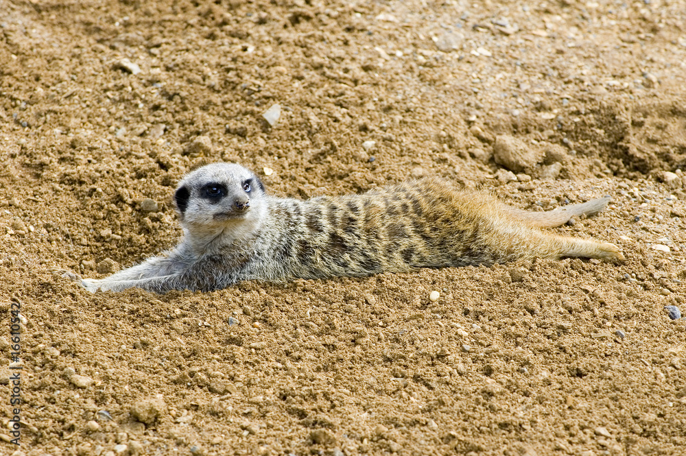 Fototapeta premium Meerkat lazing about on a hot day
