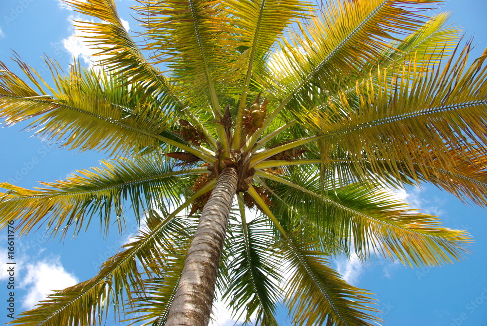 Fototapeta premium cocotier