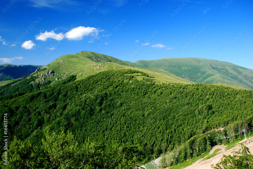 Obraz premium Mountain forest