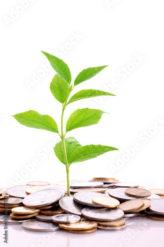 Coins and plant, isolated on white background