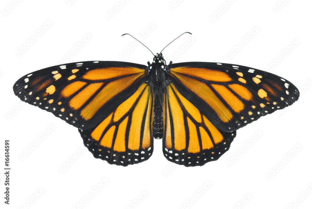 Fototapeta premium Monarch Butterfly