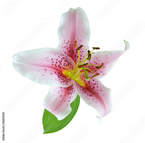 Tiger Lily