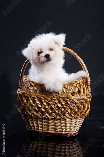 Maltese Dog In A Wicker Basket