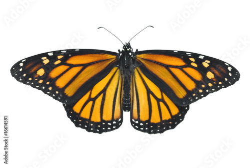 Monarch Butterfly © Brent