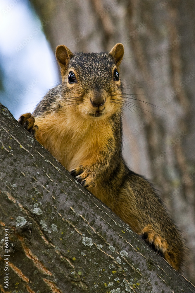Fototapeta premium Curious Fox Squirrel
