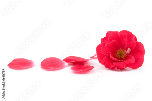 Red rose and rose-petals