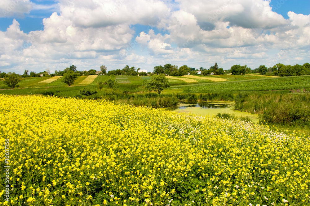 summer landscape