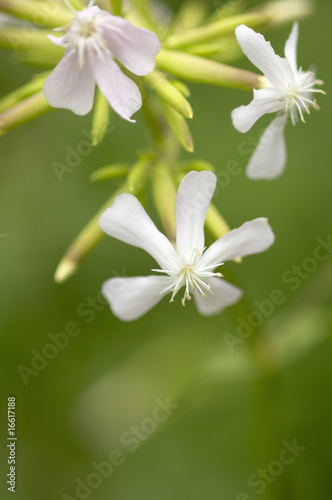 ハーブの花