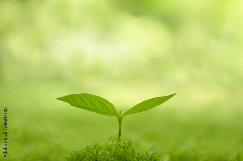 Fototapeta premium 双葉