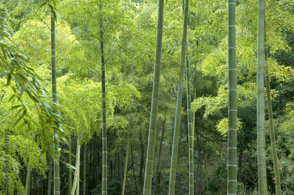 Fototapeta premium 竹林